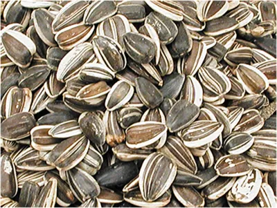 Sunflower Seeds Large Striped