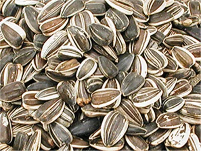 Sunflower Seeds Large Striped