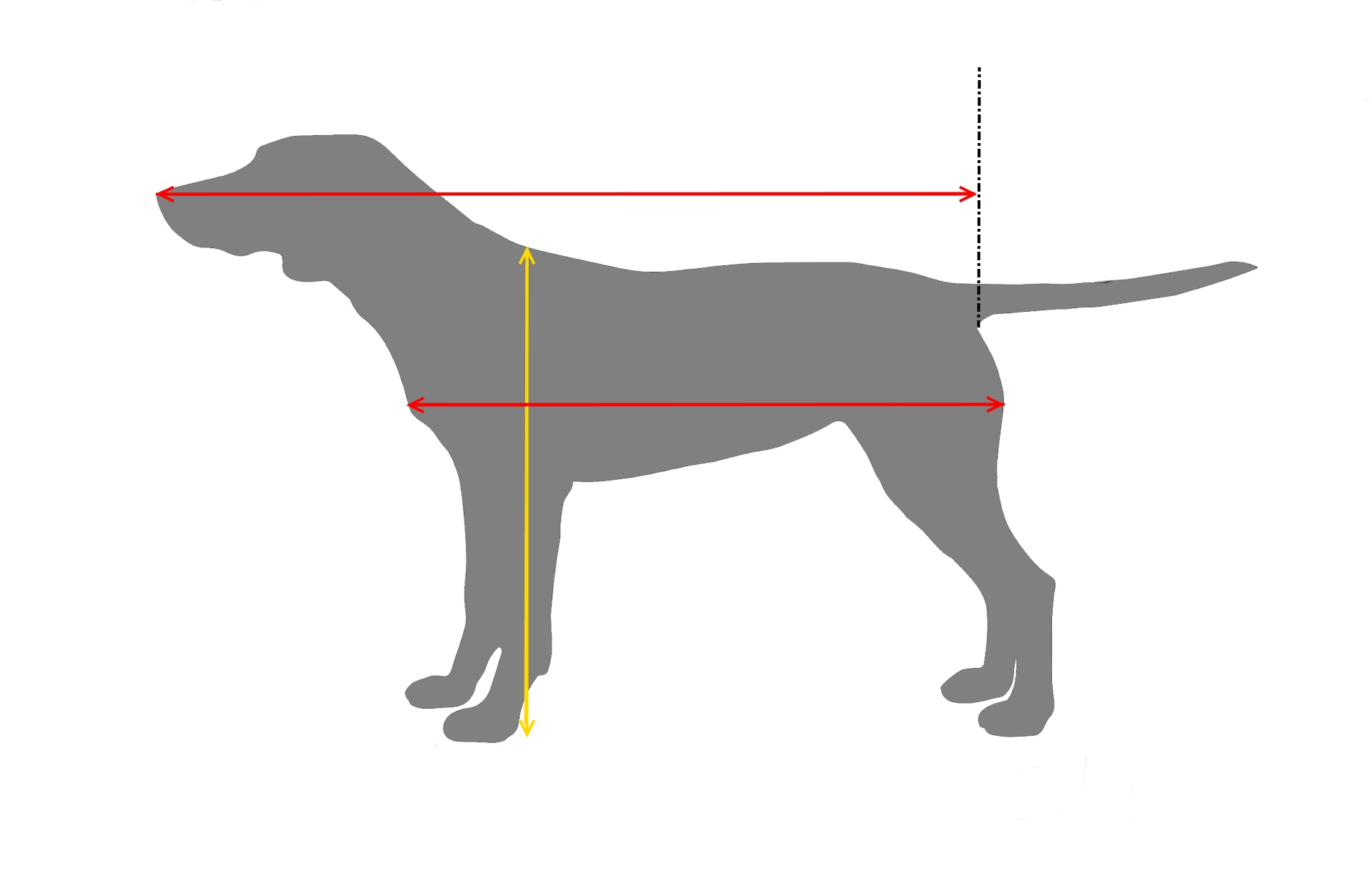 Dog bed size guide by breed