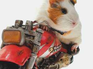 3D Wenskaart Biker Guinea Pig