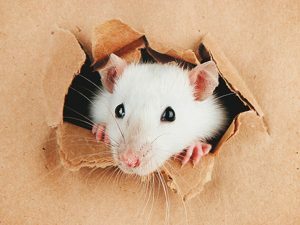 3D Wenskaart Curious Mouse