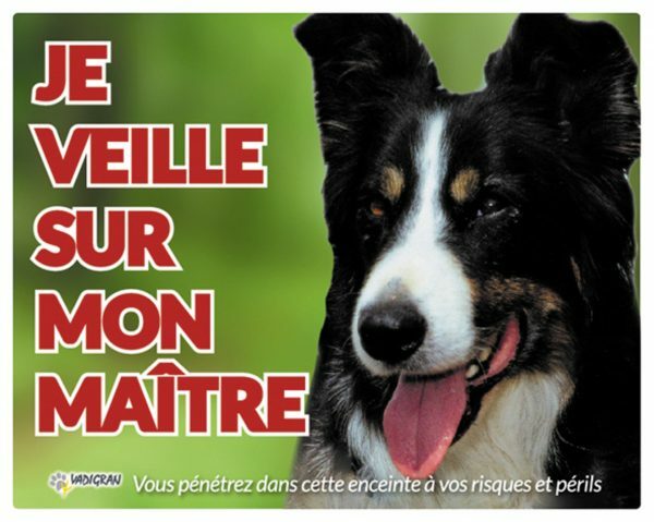 Waakbord foto hond Border Collie FR