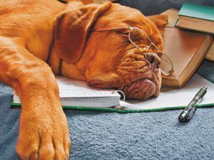 3D Wenskaart Sleeping dog