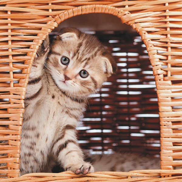 3D Wenskaart Kitty House