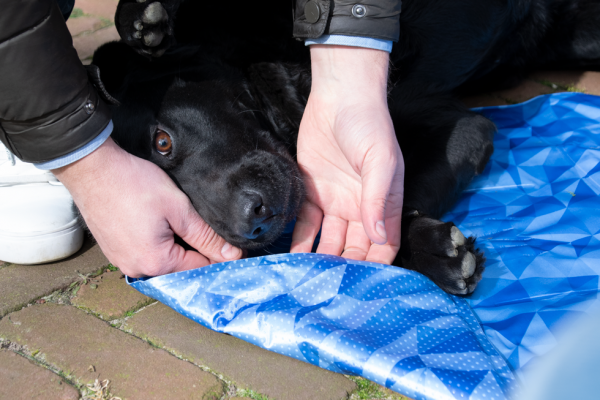 CoolPets Premium Cooling Mat S (40x30cm)