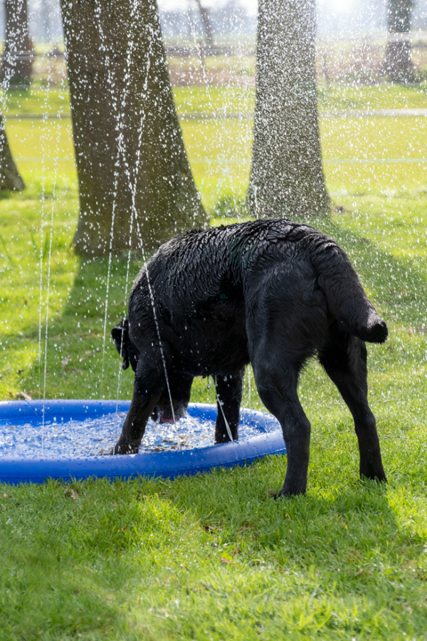 CoolPets Splash Pool Sproeier