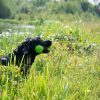 Dog Comets Meteor Werpstok groen L