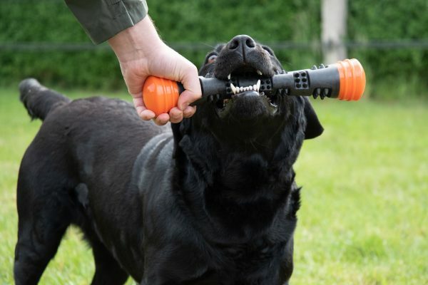 Dog Comets Meteor Werpstok oranje S