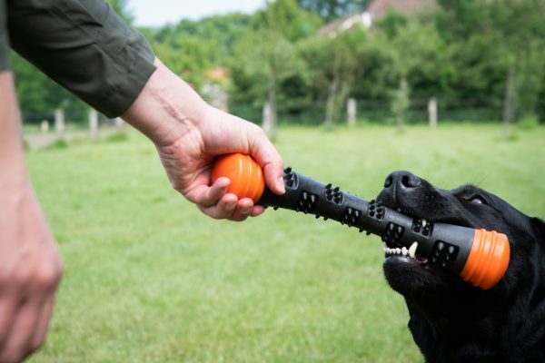 Dog Comets Meteor Werpstok oranje S