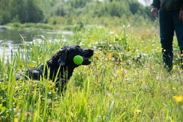 Dog Comets Meteor Werpstok roze S