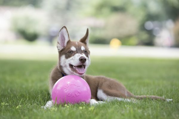 Jolly Ball Bounce-n Play 11cm Roze (Kauwgumgeur)