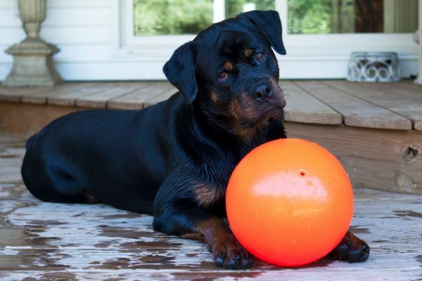 Jolly Ball Bounce-n Play 15cm Oranje (Vanillegeur)