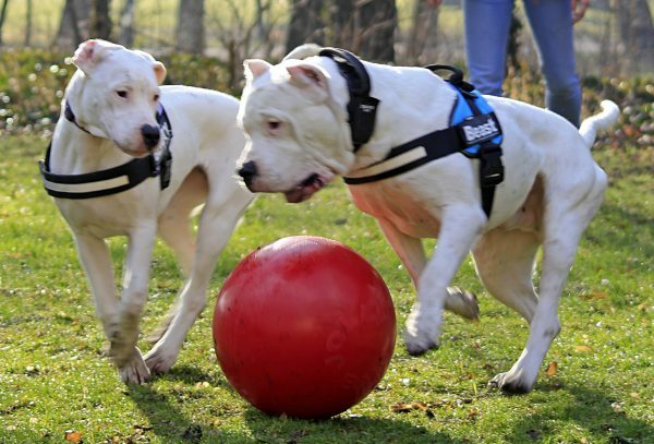 Jolly Ball Push-n-Play 15cm blauw