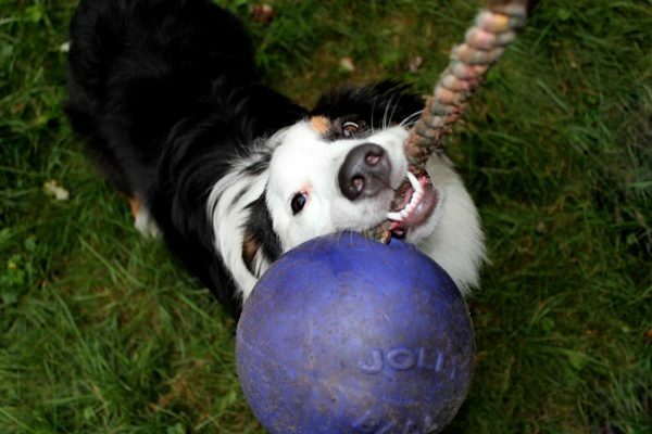 Jolly Ball Romp-n-Roll 10 cm Blauw