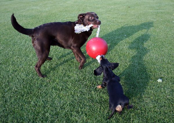 Jolly Ball Romp-n-Roll 10 cm Rood