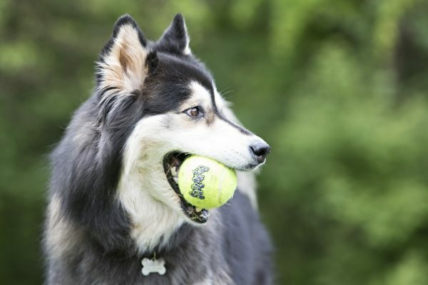KONG Air Squeaker Tennis Ball S 5 cm 3 pcs.