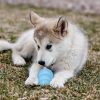 KONG Puppy M 8,6 cm Blauw of Roze