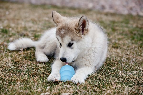 KONG Puppy M 8,6 cm Blauw of Roze