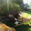 Loofah Buddy Tug assorti