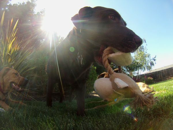 Loofah Buddy Tug assorti