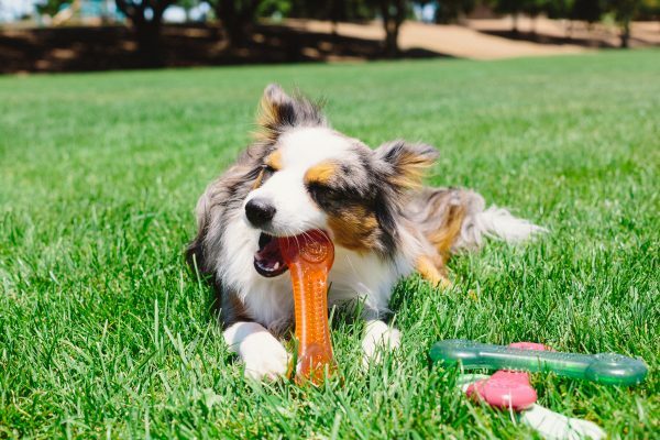 Pet Qwerks Flavorit Flex Peanut Butter Bone XL 20 cm