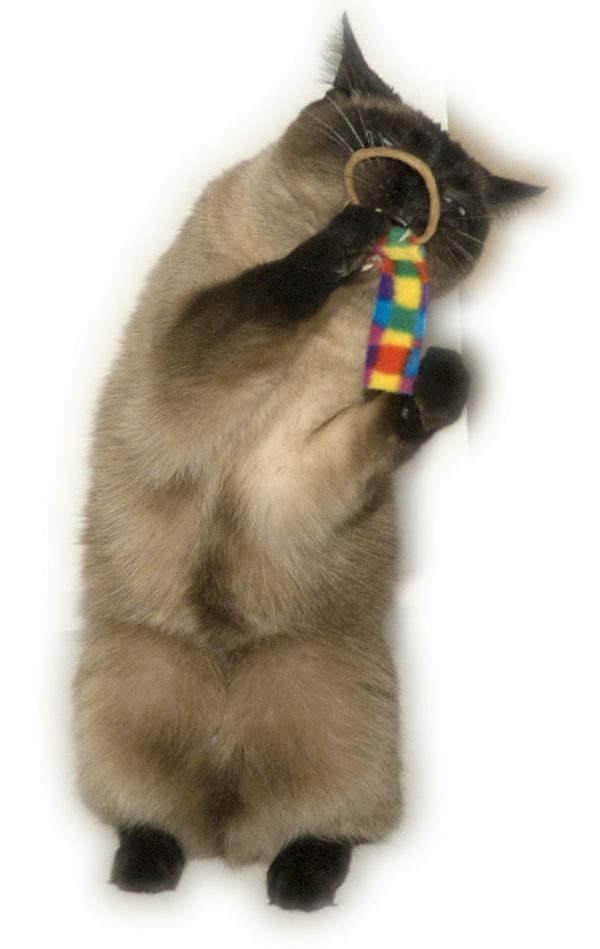 Cat Dancer Ring Tail Chasers 2-Pack
