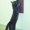 Cat Dancer Wall Scratcher