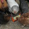 Hentastic Trough Feeder for jumbo chicken treat