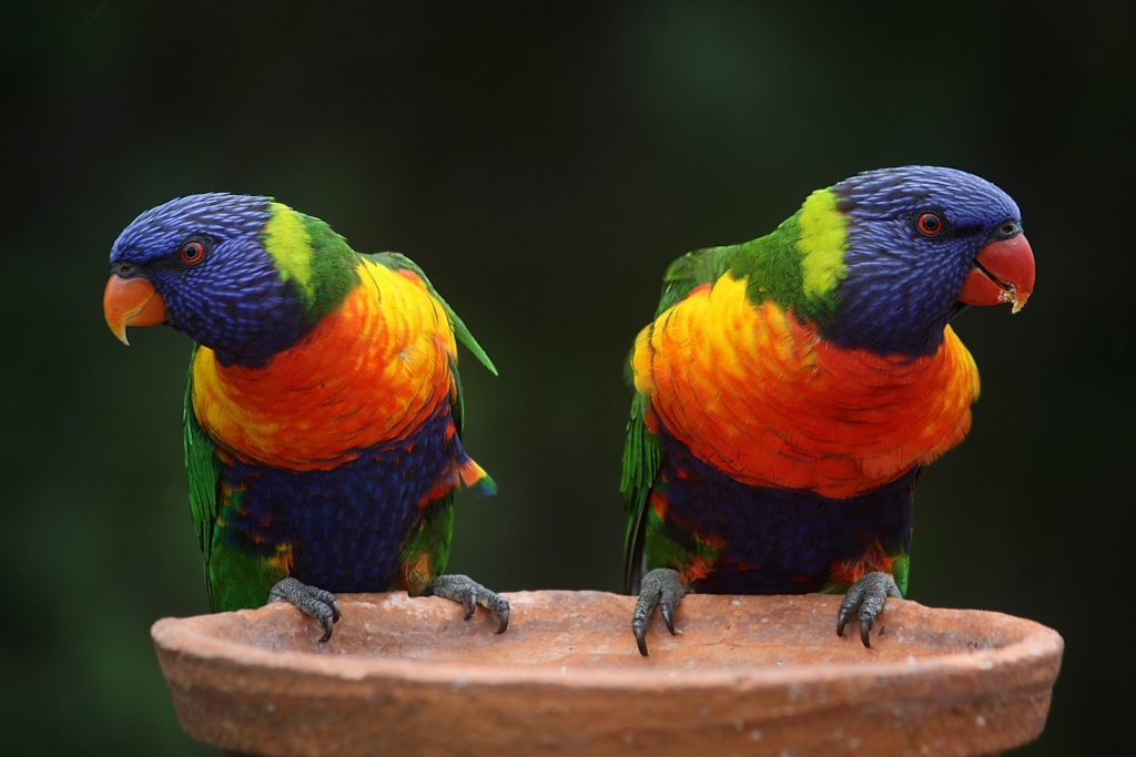 Speelgoed voor vogels - Vogelspeelgoed