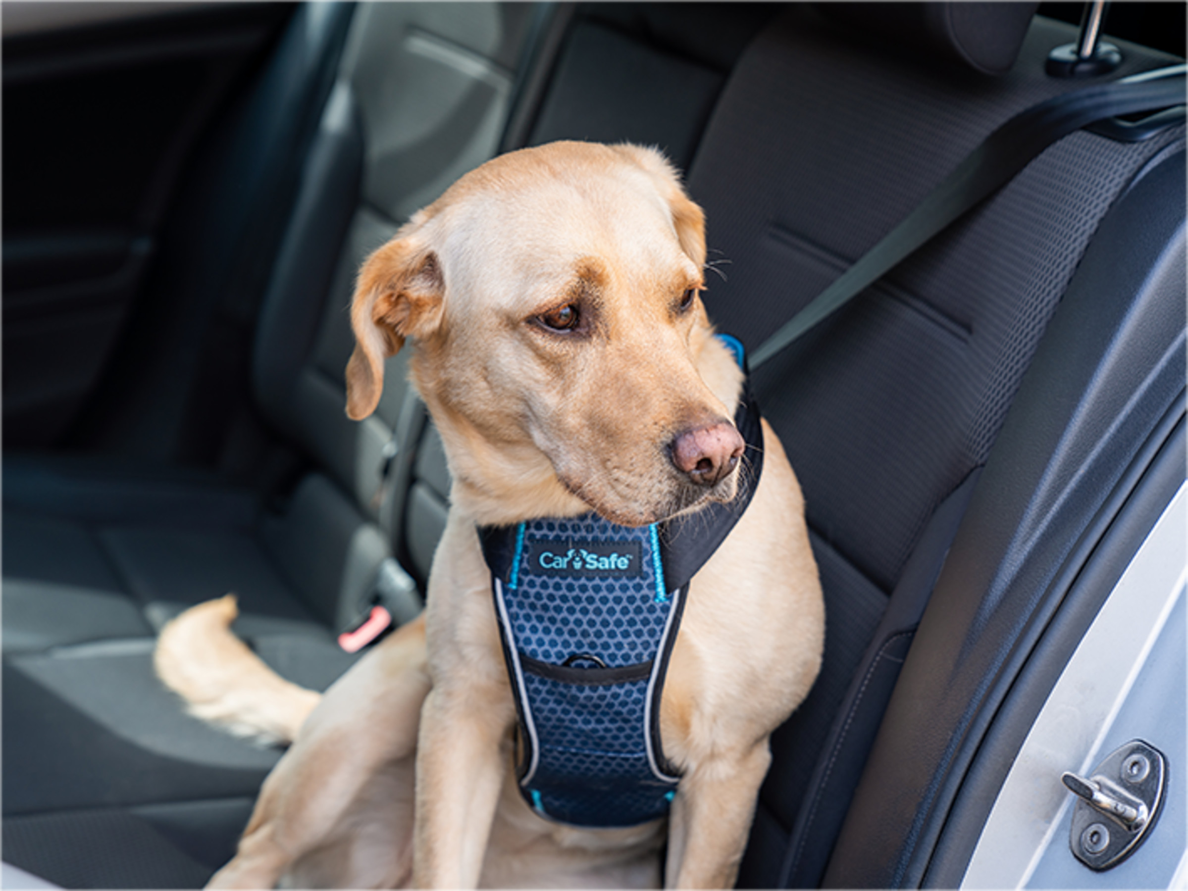 CarSafe Crash Tested | Bopets