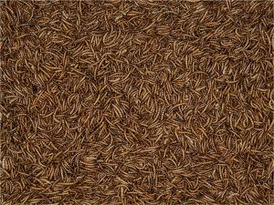 Meelwormen 300g