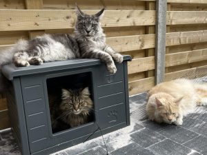 Kattenhuis Villa de Luxe Grijs voor binnen en buiten.