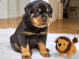 Speelgoed hond pluche Crock Buddy Leeuw 12cm